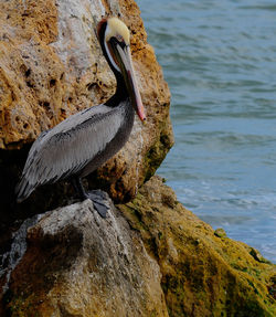Side view of pelican perching on rocky shore
