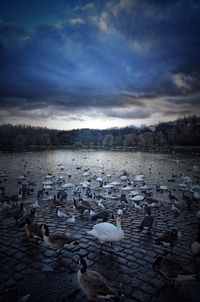 Swans swimming in lake against sky