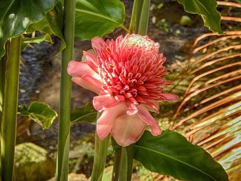 Close-up of pink flower blooming outdoors