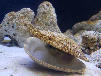 Close-up of a fish hiding in a shell