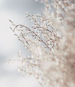 Close-up of stalks against blurred background