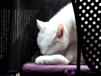 Close-up of cat resting on sofa