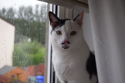 Portrait of cat seen through window