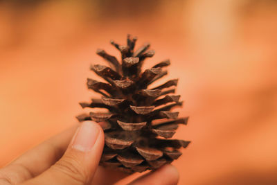 Close-up of hand holding pine cone