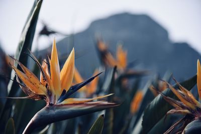 Close-up of orange flowering plant