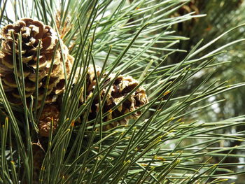 Close-up of grass