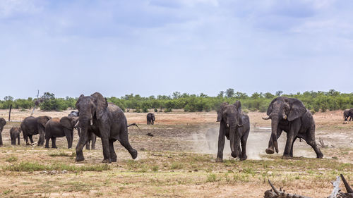 Elephant family in forest against sky