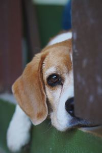 Close-up portrait of dog