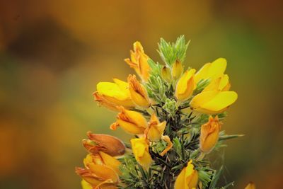 Close-up of yellow flowers