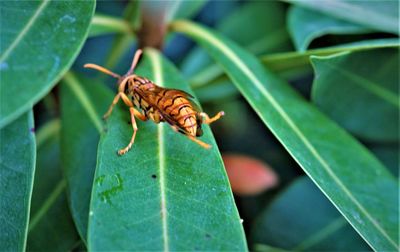 Close-up of insect on leaf