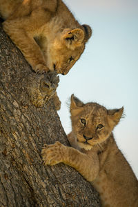 Two lion cubs lie on tree trunk