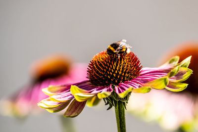 Close-up of bee on flower