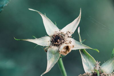 Close-up of butterfly on flower