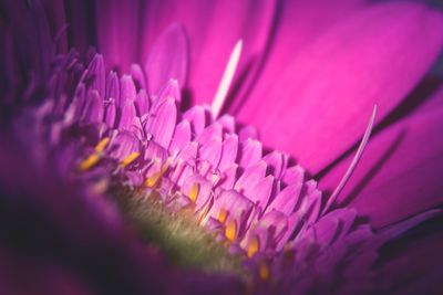 Close-up of pink flower