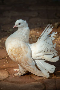 Close-up of seagull perching on land