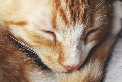 Close-up of cat sleeping