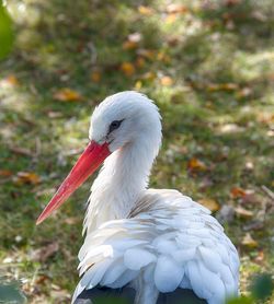 Close-up of a stork