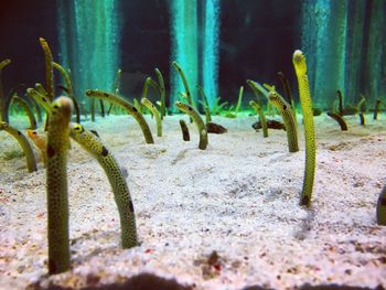 Close-up of plants growing in water