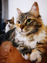 Close-up portrait of cat at home