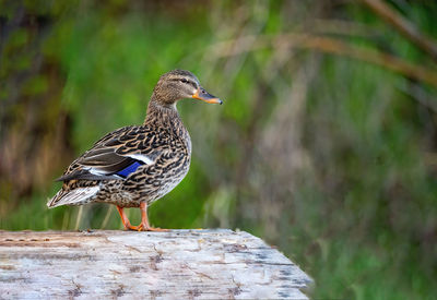 Close-up of a bird perching on a wall