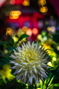 Close-up of yellow flower at night