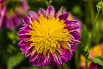 Close-up of pink flower