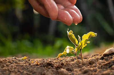 Close-up of hand holding plant on field