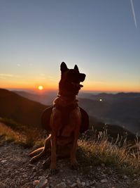 Dog running on field against sky during sunset