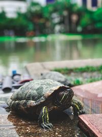 Close-up of a turtle in water