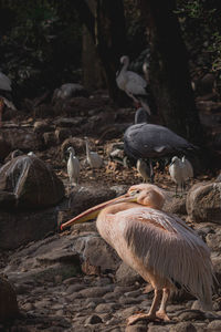 Seagulls perching on rock