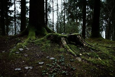 Trees growing in forest