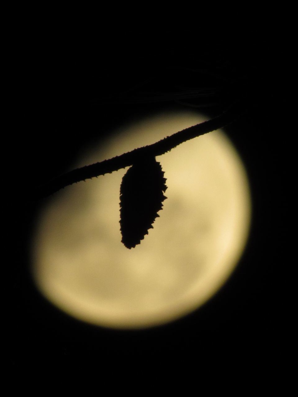 CLOSE-UP OF SILHOUETTE LEAF ON BLACK BACKGROUND