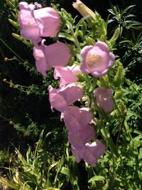 Close-up of pink flowering plant