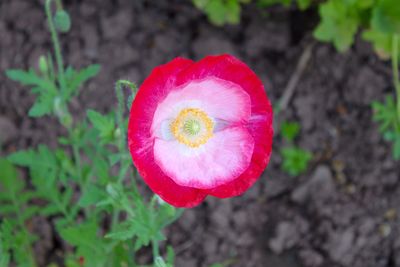 Close-up of red poppy blooming outdoors