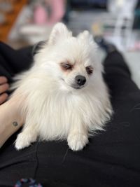 pet