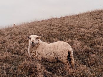 You stare too much and too long. portrait of a sheep in the field.