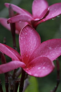 Close-up of wet pink flower