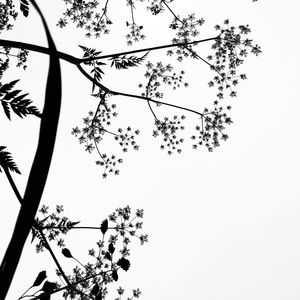 Low angle view of tree against clear sky