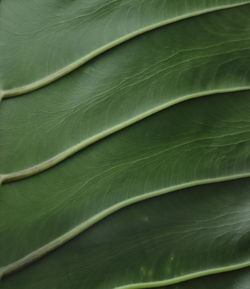 Full frame shot of leaf