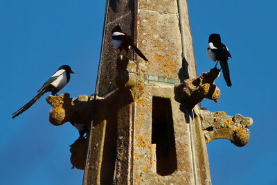 Low angle view of bird perching on a cross