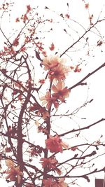 Low angle view of flowers on tree