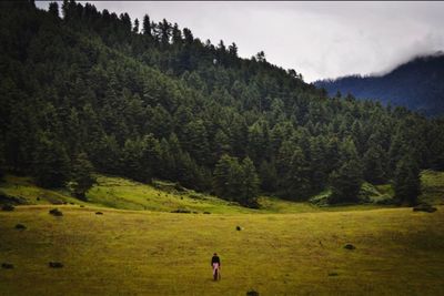 Scenic view of pine trees on field against sky