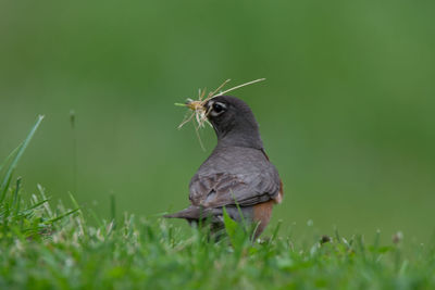 Robin collecting nesting material, green-wood cemetery, brooklyn
