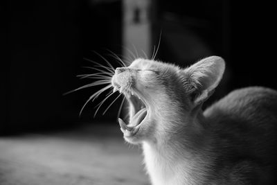 Close-up of cat yawning