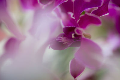 Close-up of purple flowering plant