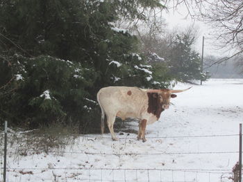 Horse standing in snow