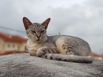 Close-up portrait of cat relaxing against sky