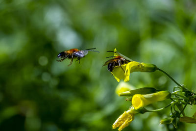 Close-up of bee pollinating on flower