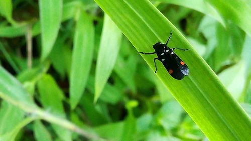 Close-up of ladybug on leaf