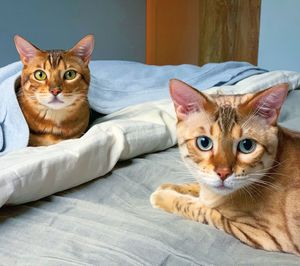 Portrait of cat lying on bed